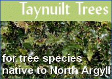 Taynuilt Trees